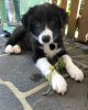 Photo №1. border collie - for sale in the city of Munich | Is free | Announcement № 111321