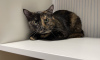 Additional photos: Tortoiseshell cat Cinnamon is looking for a home and a loving family!