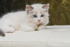 Photo №1. ragdoll - for sale in the city of Brussels | 1321$ | Announcement № 68177