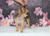 Photo №1. chihuahua - for sale in the city of Минеральные Воды | 540$ | Announcement № 11262
