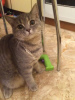 Photo №4. I will sell british shorthair in the city of Москва. private announcement - price - 7$