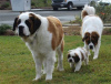 Photo №1. st. bernard - for sale in the city of Jüterbog | negotiated | Announcement № 109166