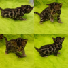 Photo №1. bengal cat - for sale in the city of Baranovichi | 377$ | Announcement № 36940