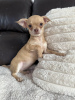 Photo №2 to announcement № 55155 for the sale of chihuahua - buy in Costa Rica from nursery, from the shelter, breeder