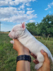 Photo №2 to announcement № 62134 for the sale of  - buy in Poland breeder