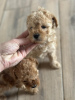 Photo №2 to announcement № 93601 for the sale of poodle (toy) - buy in Serbia breeder