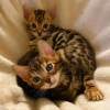 Photo №1. bengal cat - for sale in the city of Paris | negotiated | Announcement № 98696