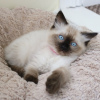 Photo №1. ragdoll - for sale in the city of Strausberg | 400$ | Announcement № 96931