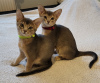 Photo №4. I will sell abyssinian cat in the city of Катлакалнс. breeder - price - negotiated