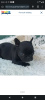 Additional photos: French bulldog puppies