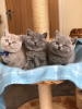 Photo №1. british shorthair - for sale in the city of Афины | Is free | Announcement № 125118