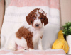 Photo №4. I will sell poodle (royal) in the city of Мелвилл. breeder - price - negotiated