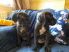 Photo №1. cane corso - for sale in the city of Saint-Étienne | Is free | Announcement № 12295
