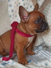 Additional photos: French Bulldogs are the best of the best