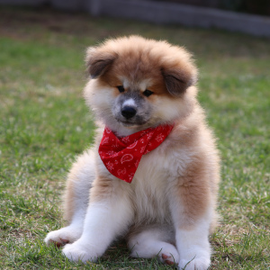 Photo №3. Long-haired Akita. Belarus