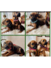 Photo №1. rhodesian ridgeback - for sale in the city of Aarau | 2366$ | Announcement № 30906