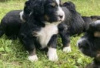 Photo №3. Outstanding Bernedoodle puppies for sale. Germany