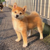 Photo №3. Male and female lovely shiba inu puppies. Swaziland