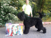 Additional photos: Black Russian Terrier puppies