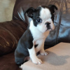 Additional photos: Boston Terrier puppies for sale