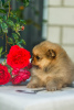 Additional photos: Lovely Pomeranian puppies