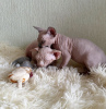 Photo №1. sphynx cat - for sale in the city of New York | 300$ | Announcement № 87610