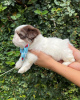 Photo №1. shih tzu - for sale in the city of Julianadorp | Is free | Announcement № 100083