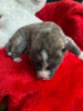 Photo №4. I will sell akita in the city of Saumur. breeder - price - 1479$