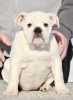 Additional photos: English Bulldog puppies