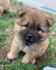 Photo №1. chow chow - for sale in the city of Manila | negotiated | Announcement № 75302