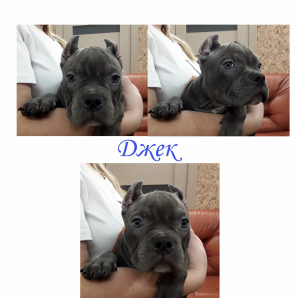 Photo №1. american bully - for sale in the city of Novosibirsk | 2417$ | Announcement № 3754