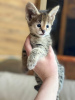 Photo №2 to announcement № 10409 for the sale of savannah cat - buy in Russian Federation private announcement