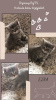 Additional photos: BREEDING BRITISH CATS. Pedigree FPL / FIFE / Koty ready to receive / Warsaw