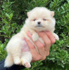 Additional photos: Pomeranian puppies