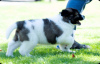 Additional photos: Caucasian Shepherd puppies