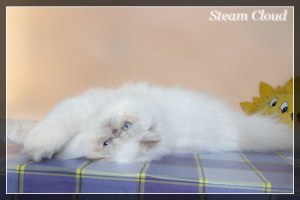 Photo №2 to announcement № 4712 for the sale of persian cat - buy in Ukraine from nursery
