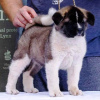 Photo №1. american akita - for sale in the city of Belgrade | negotiated | Announcement № 113588