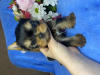 Photo №1. yorkshire terrier - for sale in the city of New York | 2000$ | Announcement № 20568