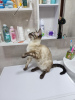 Photo №4. I will sell bengal cat in the city of Tashkent. breeder - price - 2853$