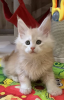 Photo №4. I will sell maine coon in the city of Permian. from nursery - price - 456$