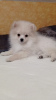 Photo №2 to announcement № 41303 for the sale of pomeranian - buy in Germany 