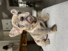 Photo №4. I will sell french bulldog in the city of Geneva. private announcement - price - negotiated