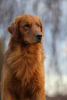 Additional photos: GOLDEN RETRIEVER-golden and dark gold puppies, ZKwP, after champions,