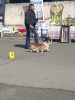 Photo №4. I will sell welsh corgi in the city of Vilnius. from nursery, breeder - price - 1785$