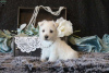 Photo №4. I will sell west highland white terrier in the city of Bremen.  - price - negotiated