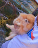 Photo №3. Perfect Pomeranian female dog. Serbia