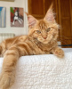 Photo №1. maine coon - for sale in the city of Berlin | 317$ | Announcement № 103768