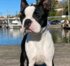 Photo №1. boston terrier - for sale in the city of Belgrade | negotiated | Announcement № 106185