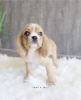 Photo №2 to announcement № 99570 for the sale of american cocker spaniel - buy in Germany private announcement, from nursery, from the shelter, breeder
