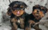 Photo №1. yorkshire terrier - for sale in the city of Munich | negotiated | Announcement № 35878